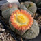 Pleiospilos nelii - Sunnyplants, Pleiospilos Pflanzen, Lithops, Lebende Steine, Split Rock