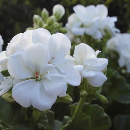 90 Stück weiße Geranien-Blumensamen