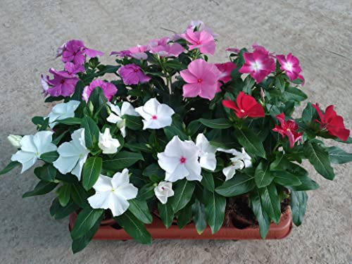 Planta natural Vinca, Laurel de flor pack 6 plantas