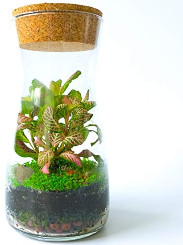 Fittonia Moss Terrarien-Set aus transparentem Glas mit rundem Korkdeckel, offen oder geschlossen, für drinnen und draußen, 19 cm Höhe, Kit with Dwarf Baby Tear Seeds & Fittonia