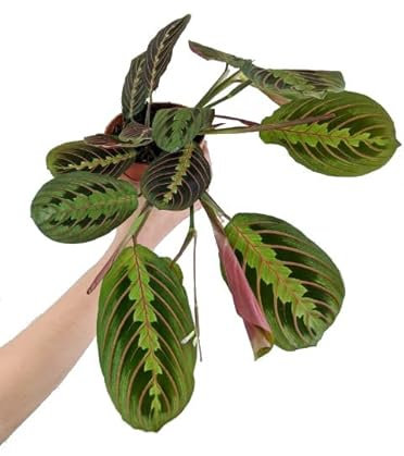 Maranta Leuconeura Tricolor Planta Natural Apta para Principiantes