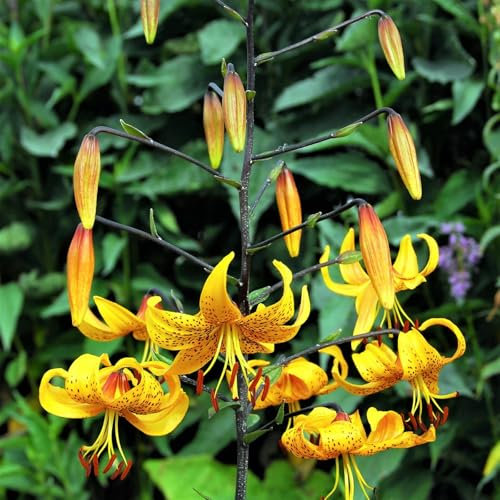 Bulbi Di Giglio Giglio Ha Un Odore Forte E Dolce Giglio Ha Una Vitalità Tenace I Gigli Sono Adatti Per La Coltivazione Dei Giardinieri Alle Prime Armi Giglio Sembra Nobile Ed Elegante-2bulbs