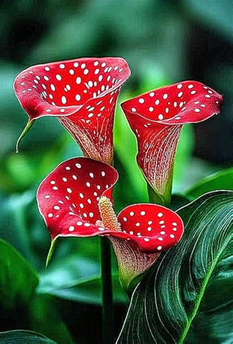 Bulbi Di Calla,Piante Perenni,Bulbi Da Fiore,Piante In Vaso,Da Esterno,Calla Lily Plant,Calla Pianta-2bulbi-G