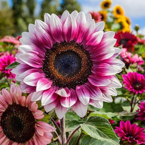 ZEshops Pink Sunflower Seeds for Planting, 50 Count, Outdoor Beds & Borders