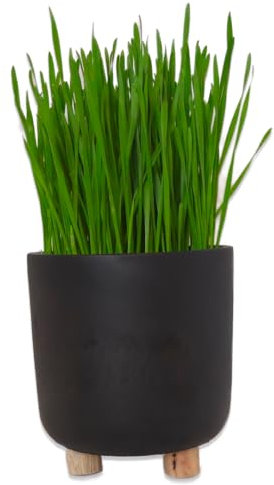 Luxury Cat Grass Pots and Growing Kits by Cat FurNature (Black Pot with Feet)