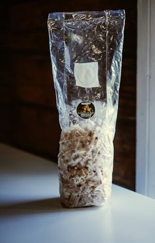Shiitake Mushroom Plug Spawn – 500 Wooden Dowels for Log Cultivation