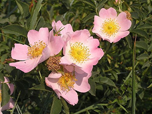 50 Rosa Cane Brier Semi Rosa Bush Rosa Canina Victory giardino profumato di fiori