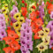 Gladiolen Schmetterlings- und kolibrifreundliche Gladiolen Kältetolerante mehrjährige GladioleGladiolenzwiebeln Gemischte Gladiolenzwiebeln Gemischte -5zwiebel