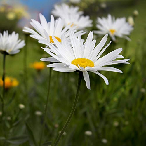 500 Semillas de Grande Margarita - Flores Naturales Planta Perenne Jardín - Semillas Campesinas Reproducibles - SemiSauvage