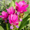 50 pcs kurkuma samen zum einpflanzen alte sorten saatgut schattenpflanzen winterhart, Curcuma alismatifolia, pflanzen samen indoor winterharte balkonpflanzen blumen balkon bonsai