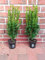 50 Buchsbaum, Höhe: 30-40 cm, Buxus sempervirens, buschig