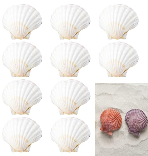 Sporgo 10 Stück Große Muscheln: 9-14cm Muscheln Deko Muscheln zum Bemalen, Muscheln zum Basteln Natürliche Muschelschalen, für DIY Bastelarbeiten, Weihnachts und Küchendekorationen