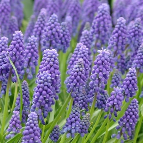 Großpackung Muscari Armeniacum | 100 Stück | Blumenzwiebel | Schnittblume | Verwildernd | Topfpflanze | Geeignet für Kübel | Blau | Großpackung | 100% Blütegarantie | QFB Gardening | Bienenblume