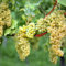 Weinrebe Chardonnay 100-125cm - Vitis