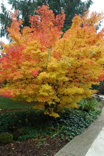 Acero rosso giapponese Acero palmatum Sango Kaku pianta in vaso ø17 cm h. 70/100 cm Vivaio di Castelletto