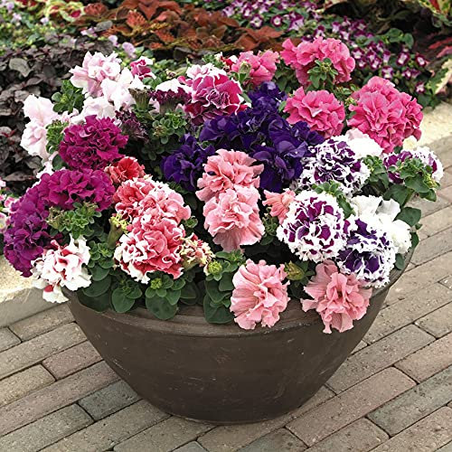 Petunia Double Orchid Flower Mixed Garden Plant Half- Hardy Annual Flowering Garden Plants Easy to Grow Your Own 6X Plug Plants by Thompson and Morgan (6)