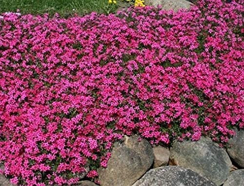 Phlox Subulata 'Scarlet Flame' Creeping Perennial (Large) Plug Plants Pack x6