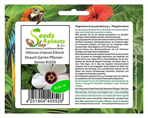 Stk - 5x Hibiscus trionum Eibisch Strauch Garten Pflanzen - Samen B1620 - Seeds & Plants Shop by Ipsa
