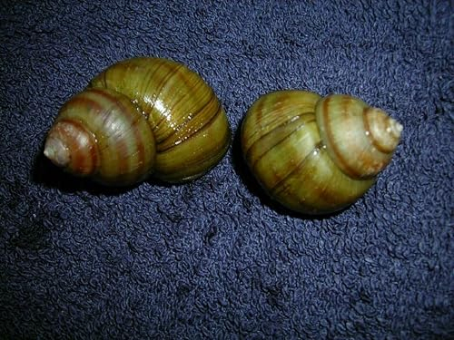 Sumpfdeckelschnecke, Teich Tiere, Gegen Algen im Gartenteich und Aquarium, 10 Stück