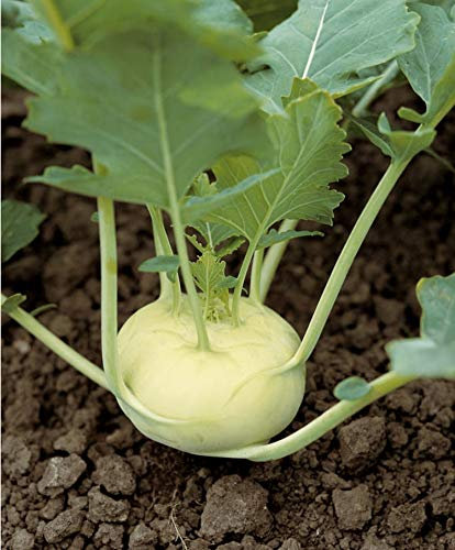 300 Graines de Chou Rave Blanc - légume ancien potager - semences paysannes reproductibles - SemiSauvage