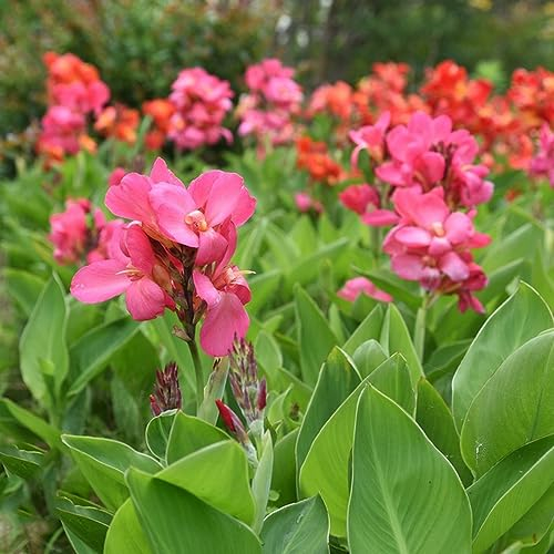 5 Pcs canna lily zwiebeln - canna knollen kaufen - frühlingsblüher zwiebeln, blumenzwiebeln mehrjährig winterhart (Canna indica) frühlingsblumen zwiebeln, zwiebeln frisch gartendeko