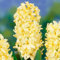 Hyazinthen Yellow Queen (15 Zwiebeln), Duftende Hyazinthen Kollektion, 3 Sorten/Farben, Mehrjährig, Winterhart Blumenzwiebeln Mischung aus Holland für Garten, Topf, Glas (große Knollen, kein Samen)