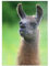 MyPuzzle Serge (Lama) - Premium 100 Teile Puzzle - MyPuzzle Sonderkollektion von Æpyornis