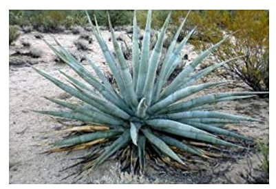 Stk - 10x Agave moranii Agaven Garten Pflanzen - Samen ID705 - Seeds & Plants Shop by Ipsa