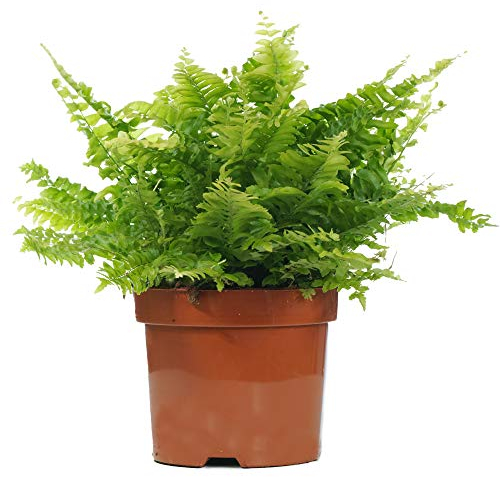 Helecho Nephrolepis de Boston - Helecho Espada | Planta de Interior para el Hogar u Oficina