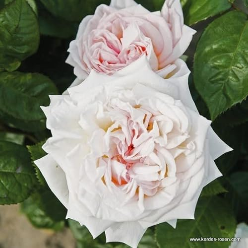 Rose 'Madame Anisette'® - Kordes Parfuma® roos - Plant-o-fix