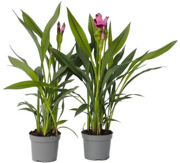Plant in a Box - Curcuma 'Al Siam Supreme' - 2er Set - Topf 13cm - Höhe 40-60cm - Kurkuma - Zieringwer