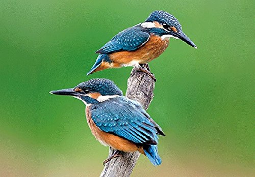 Cornelissen 3D Postkarte Eisvögel, 16 x 11 cm, Glückwunschkarte mit Hologramm, Tiermotiv, Modern, Vögel, Unisex-Kinder