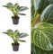 2 x Philodendron White Measure Plants in 6cm Pots - Easy to Maintain Indoor Plants