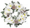 CREATIV green Christrosen-Kranz 32cm I Weihnachtskranz mit naturgetreuen Blüten & Zapfen I hochwertige Weihnachtskranz Deko mit Frost I Türschmuck Weihnachten ideal als Indoor Weihnachtsdeko