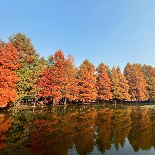 50 pcs Urweltmammutbaum Samen, nachhaltige geschenke für frauen, Metasequoia Glyptostroboides outdoor pflanzen, winterharte stauden für pralle sonne baum, pflanzen samen winterfeste