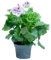 Verdecora Geranio Pensamiento | Geranio real | Pelargonio | Malvón pensamiento | Planta natural de exterior en maceta de Ø13cm | Perfecto para balcón, terraza y jardín