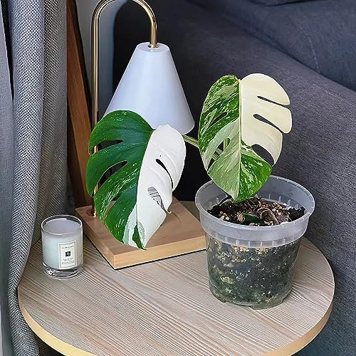 300 piezas semillas de monstera - monstera variegata - planta de interior, plantas verdes plantas de interior (Monstera deliciosa) plantas de interior, plantas resistentes para balcones