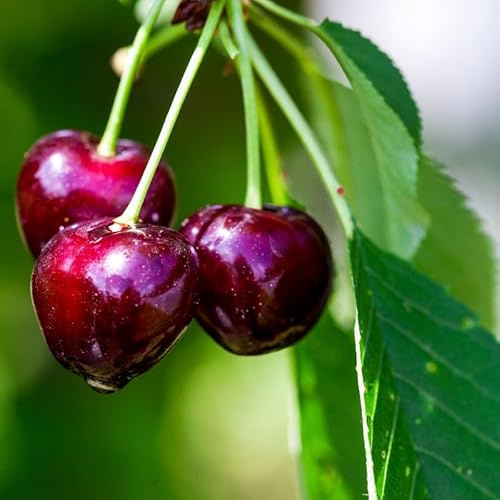 Prunus Avium Van - Cerisier 120 cm en Pot - Plante En Pot - Floraison Avril - Hauteur 1,50 m
