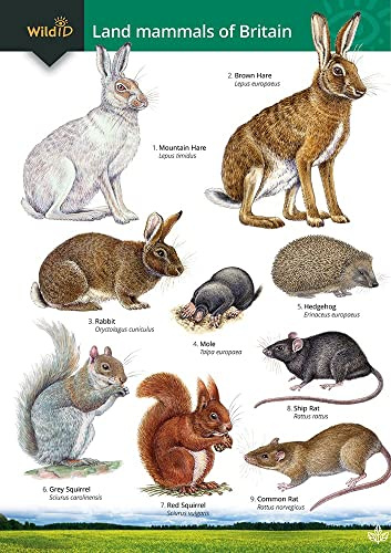 Guide to the Land Mammals of Britain
