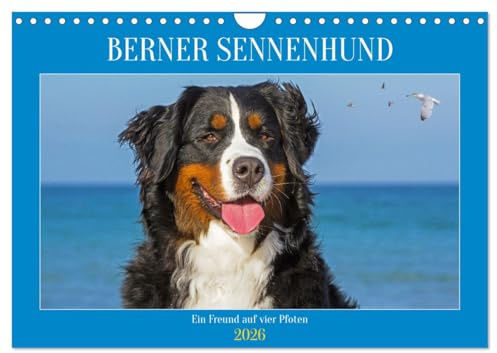 Berner Sennenhund - Ein Freund auf vier Pfoten (Wandkalender 2026 DIN A4 quer), CALVENDO Monatskalender: Er ist traumhaft schön, wenn nicht sogar die ... Bilder dieser Traumhunde. (CALVENDO Tiere)