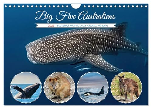 Big Five Australiens Buckelwal, Walhai, Orca, Quokka,Känguru (Wandkalender 2026 DIN A4 quer), CALVENDO Monatskalender: Die Big Five Australiens ... des Landes wider und sind of (CALVENDO Tiere)