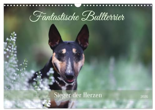Fantastische Bullterrier - Sieger im Herzen (Wandkalender 2026 DIN A3 quer), CALVENDO Monatskalender: Bezaubernde Bullterrier, charmante eigensinnige Kraftpakete. (CALVENDO Tiere)