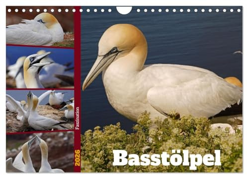 Faszination Basstölpel (Wandkalender 2026 DIN A4 quer), CALVENDO Monatskalender: Basstölpel auf Helgoland während der Brutzeit (CALVENDO Tiere)