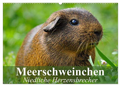 Meerschweinchen Niedliche Herzensbrecher (Wandkalender 2025 DIN A2 quer), CALVENDO Monatskalender