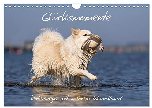 Glücksmomente - Unterwegs mit meinem Islandhund (Wandkalender 2026 DIN A4 quer), CALVENDO Monatskalender: Die Lebensfreude meines Islandhundes ist ansteckend. (CALVENDO Tiere)