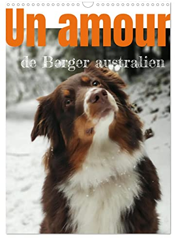 Un amour de berger australien (Calendrier mural 2023 DIN A3 vertical): Les bergers autraliens tricolores (Calendrier mensuel, 14 Pages )
