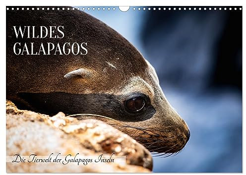Wildes Galapagos - Die Tiere der Galapagos Inseln (Wandkalender 2025 DIN A3 quer), CALVENDO Monatskalender: Tauche ein in eine Welt voller Wunder und ... Inseln ihr Zuhause nennen. (CALVENDO Orte)