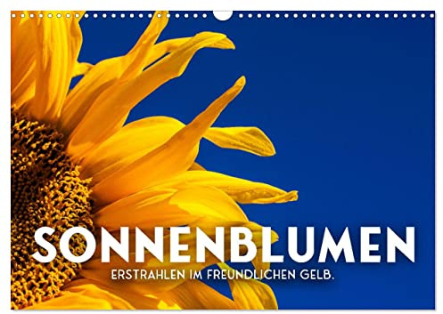 Sonnenblumen - Erstrahlen im freundlichen Gelb. (Wandkalender 2026 DIN A3 quer), CALVENDO Monatskalender: Sonnige Aussichten (CALVENDO Natur)