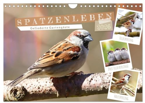 Gefiederte Gartengäste, Spatzenleben (Wandkalender 2026 DIN A4 quer), CALVENDO Monatskalender: Liebenswerte Feld- und Haussperlinge (CALVENDO Tiere)