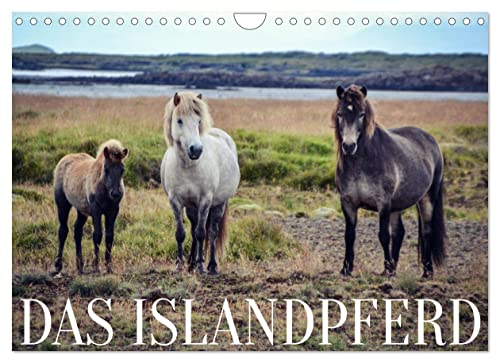 Das Islandpferd (Wandkalender 2023 DIN A4 quer): Entdecke die Schönheit der robusten Islandpferde in ihrer wilden und rauen Heimat. (Monatskalender, 14 Seiten ) (CALVENDO Tiere)